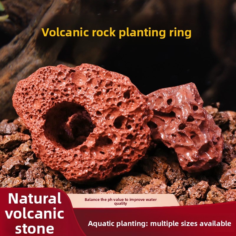 Planted Aquarium Carpet Plant - Kırmızı Lav Taşı Dikim Halkası –