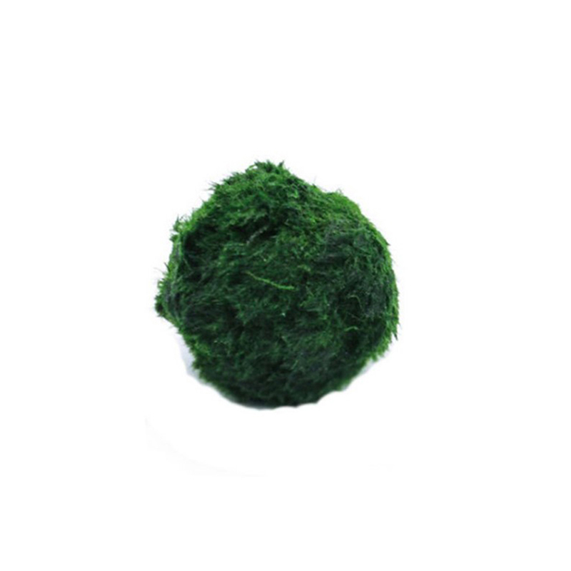 Aquarium Plant Roots - Marimo Yosun Topları Canlı Akvaryum Bitkisi
