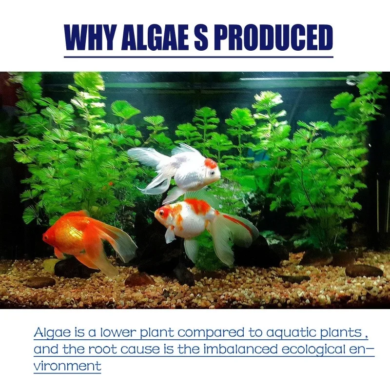 50g Yüksek Etkili Alg İlacı, A - Aquarium Plant Delivery incelemesi ve fiyatı