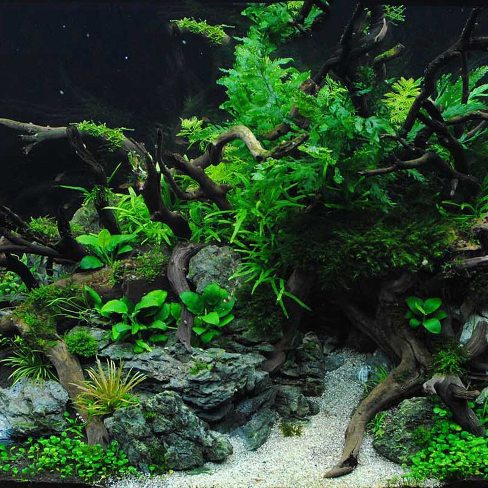 Ahşap N1N Peyzaj Akvaryum Deko - Aquarium Plant Roots incelemesi ve fiyatı