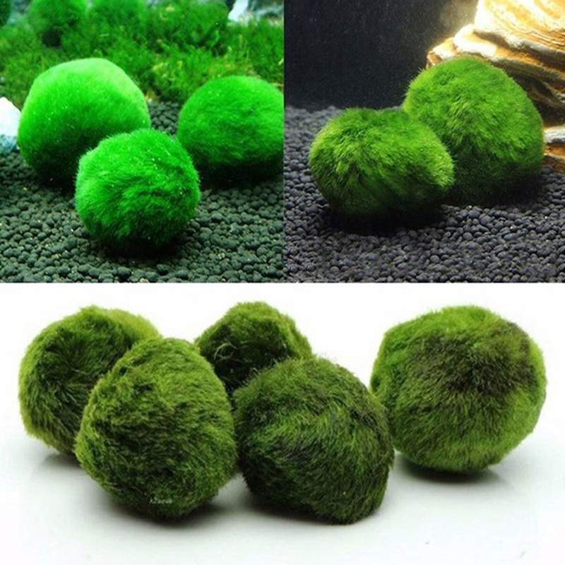 Marimo Yosun Topları Canlı Akv - Aquarium Plant Roots incelemesi ve fiyatı