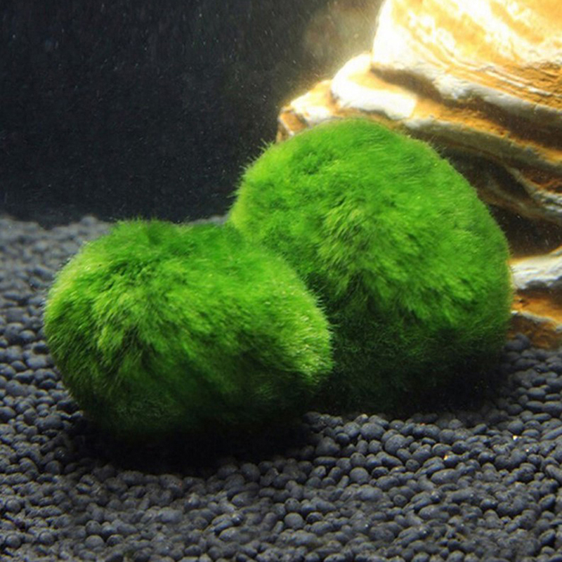 Marimo Yosun Topları Canlı Akv - Aquarium Plant Roots incelemesi ve fiyatı