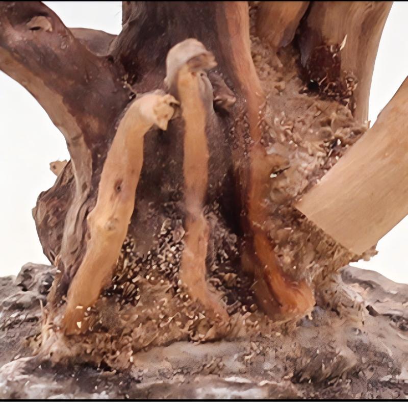 1 adet akvaryum peyzaj ahşap s - Aquarium Plant Roots incelemesi ve fiyatı