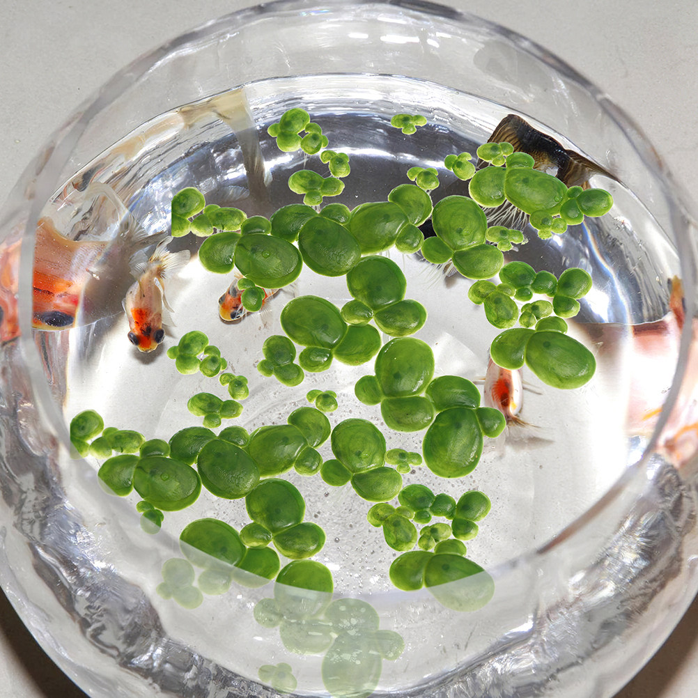6'lı Paket Yapay Yüzen Yosun B - Aquarium Plant Roots incelemesi ve fiyatı