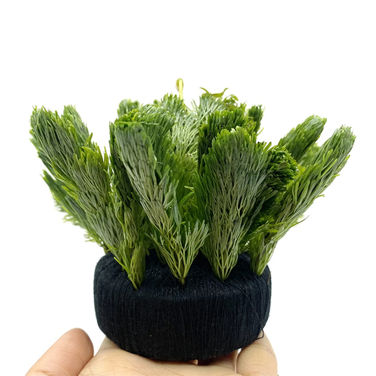 5 adet siyah balık tankı su çi - Aquarium Plant Roots incelemesi ve fiyatı